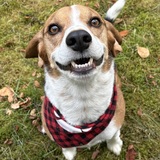 Entry image for Nugget