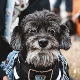 Entry image for Butters