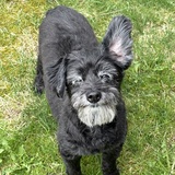 Entry image for Butters