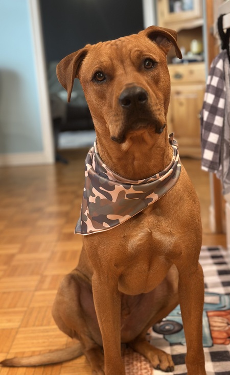 Entry image for Red. Clicking this image will show a larger photo