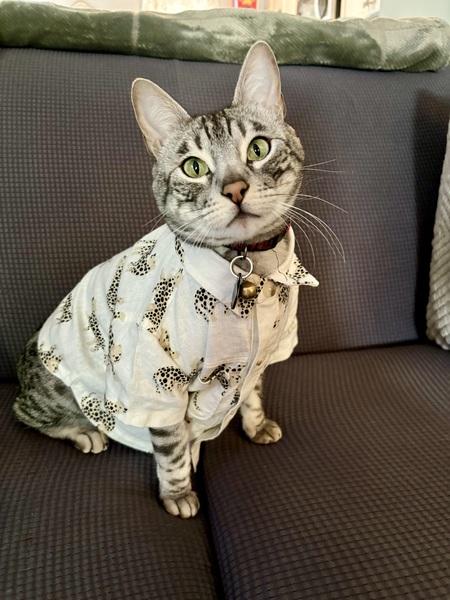 Entry image for Jasper. Clicking this image will show a larger photo