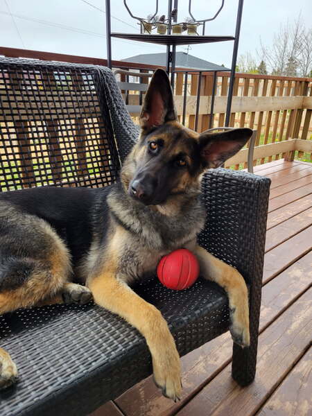 Entry image for Willow . Clicking this image will show a larger photo