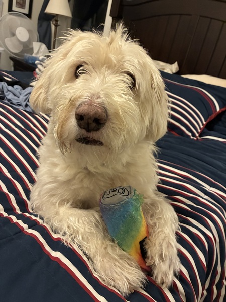 Entry image for Daisy. Clicking this image will show a larger photo