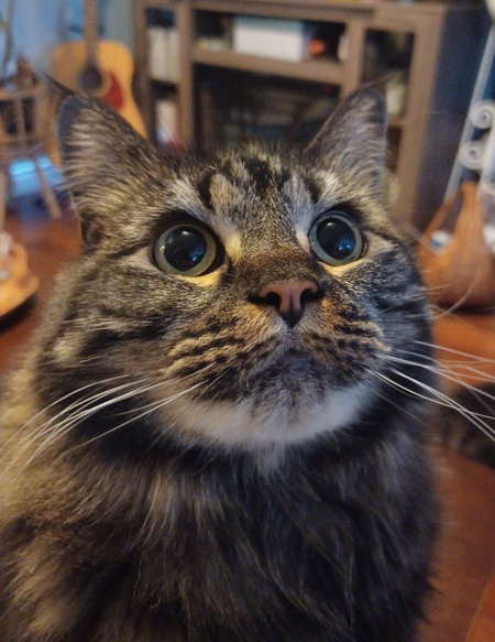 Entry image for Charlie. Clicking this image will show a larger photo