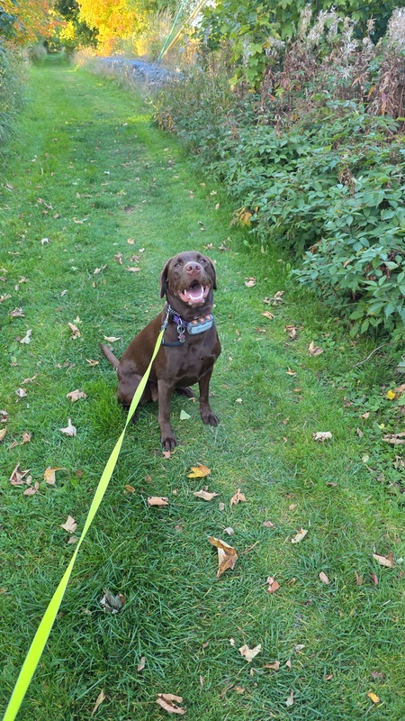 Entry image for Ellie . Clicking this image will show a larger photo