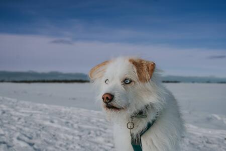 Entry image for Henry. Clicking this image will show a larger photo