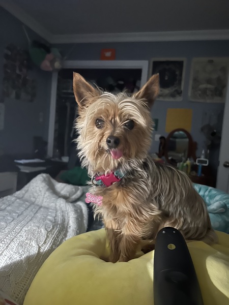 Entry image for Belle. Clicking this image will show a larger photo