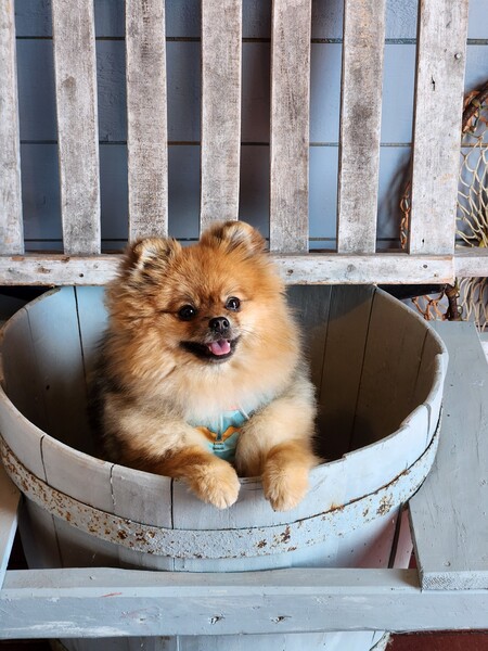 Entry image for Squiggles. Clicking this image will show a larger photo