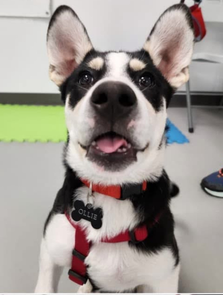 Entry image for Ollie. Clicking this image will show a larger photo