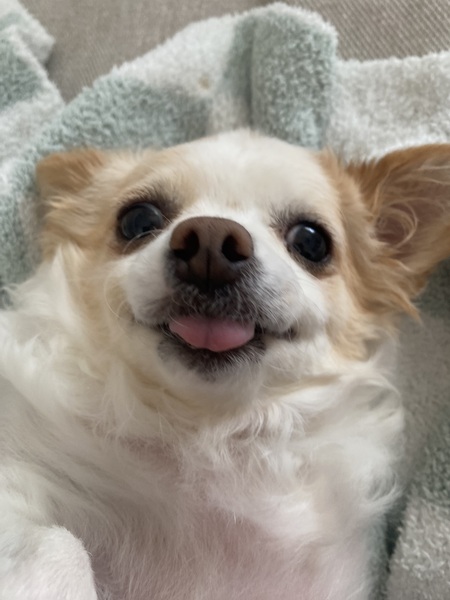 Entry image for Bebe. Clicking this image will show a larger photo