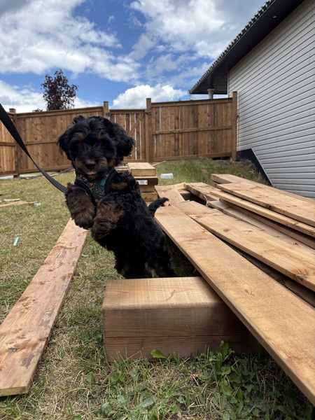 Entry image for Louie. Clicking this image will show a larger photo