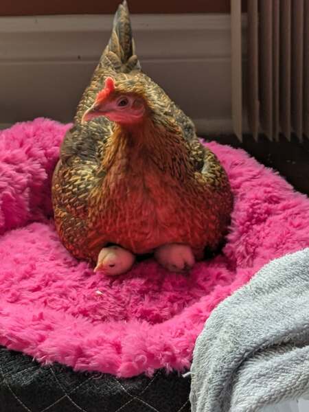 Entry image for Spunky Brewster . Clicking this image will show a larger photo