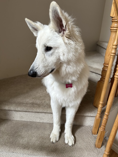 Entry image for Esther. Clicking this image will show a larger photo