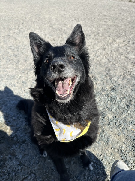 Entry image for Mabel. Clicking this image will show a larger photo