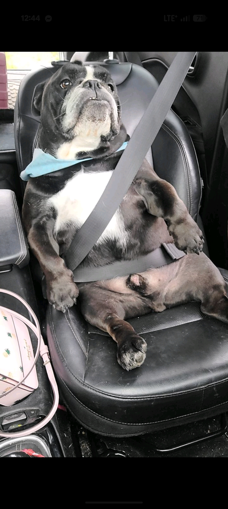 Entry image for Scooch. Clicking this image will show a larger photo