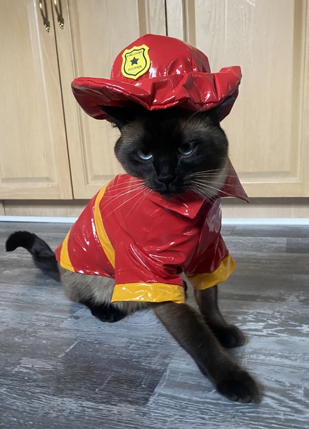 Entry image for Beau. Clicking this image will show a larger photo