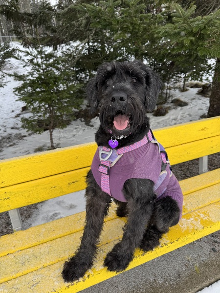 Entry image for Piper. Clicking this image will show a larger photo