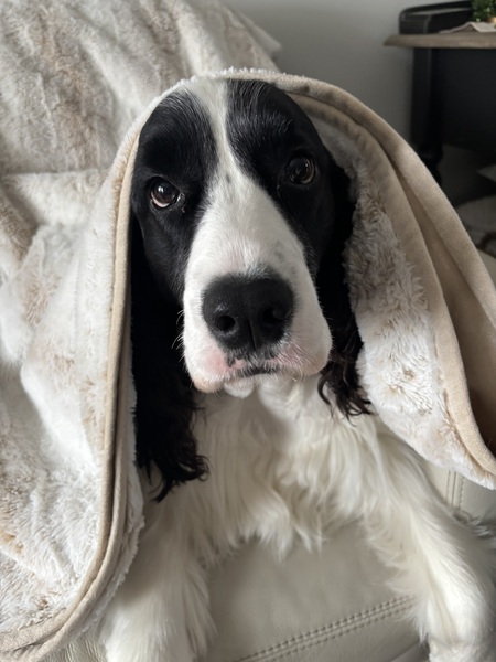 Entry image for Gus. Clicking this image will show a larger photo