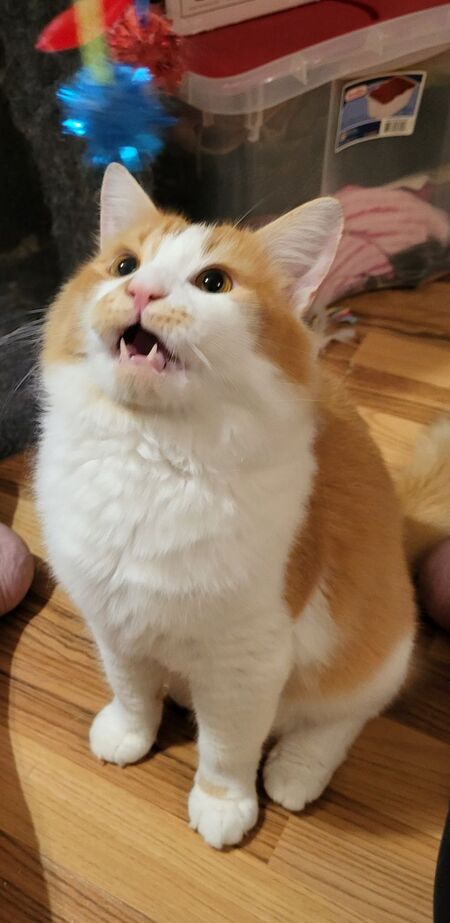 Entry image for Toast. Clicking this image will show a larger photo