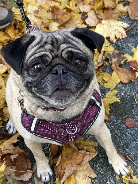 Entry image for Marley. Clicking this image will show a larger photo