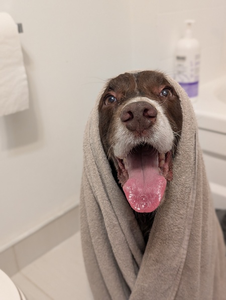 Entry image for Bruno. Clicking this image will show a larger photo