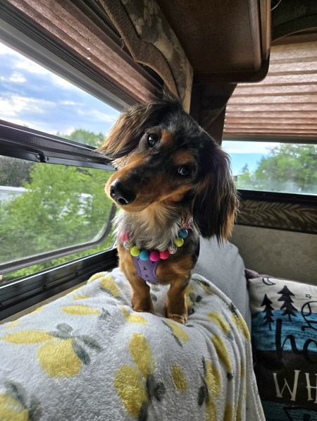 Entry image for Camo. Clicking this image will show a larger photo