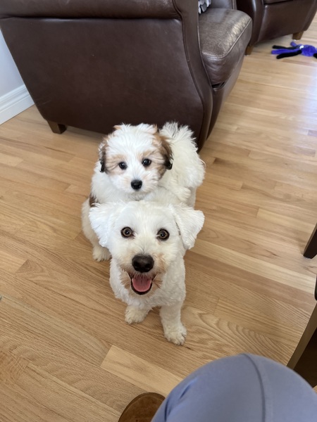 Entry image for Marty and Wilson . Clicking this image will show a larger photo