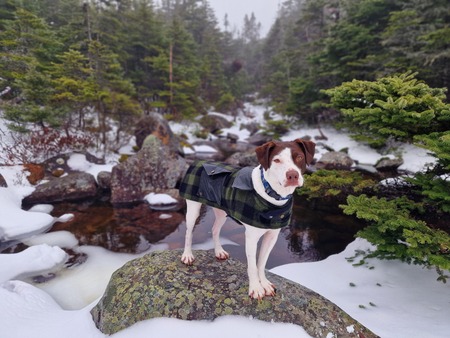 Entry image for Atlas. Clicking this image will show a larger photo