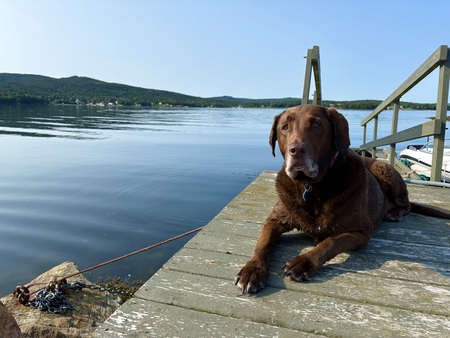 Entry image for Dakota. Clicking this image will show a larger photo