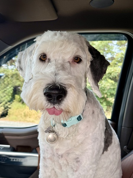 Entry image for Oliver 🐾. Clicking this image will show a larger photo