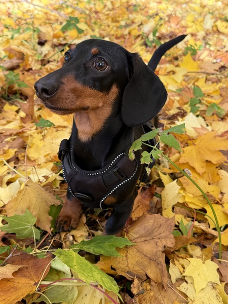 Entry image for Remi. Clicking this image will show a larger photo