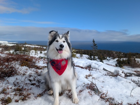 Entry image for Olive. Clicking this image will show a larger photo