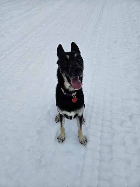 Entry image for Scout. Clicking this image will show a larger photo