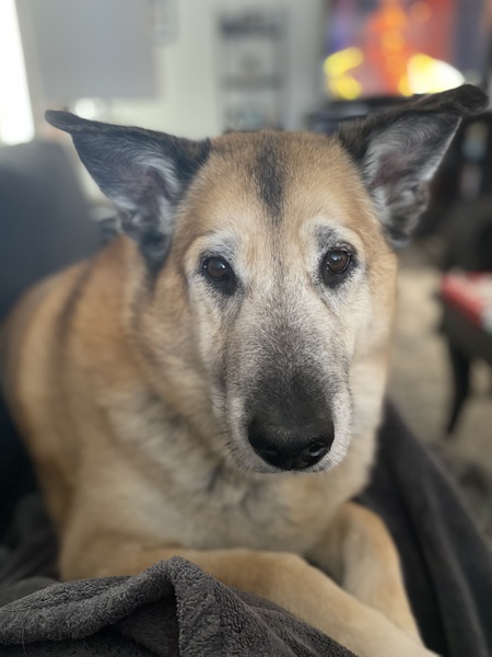 Entry image for Jaxon. Clicking this image will show a larger photo