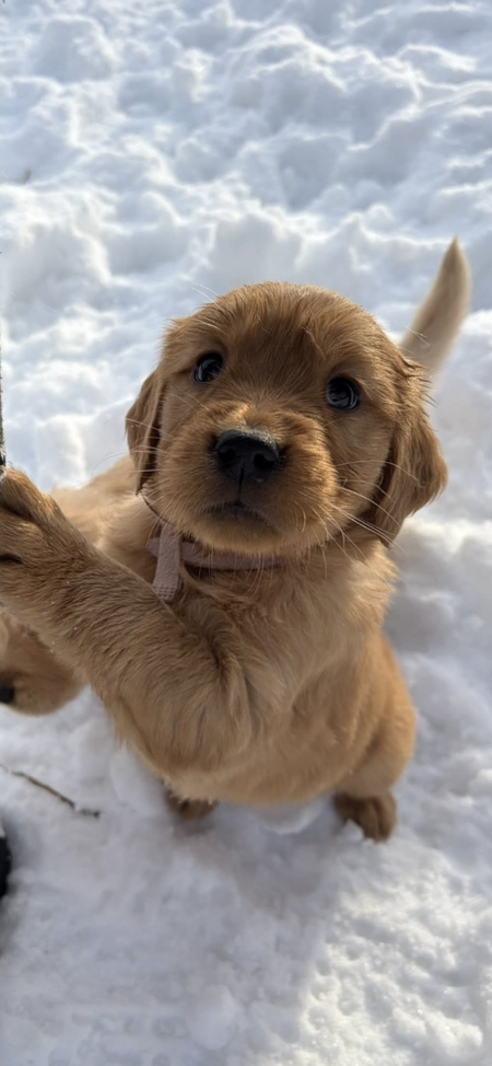 Entry image for Hazel. Clicking this image will show a larger photo