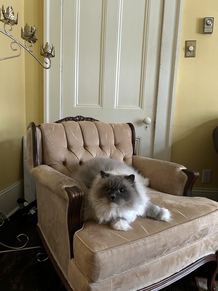 Entry image for Remington. Clicking this image will show a larger photo