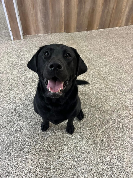 Entry image for Teddy. Clicking this image will show a larger photo