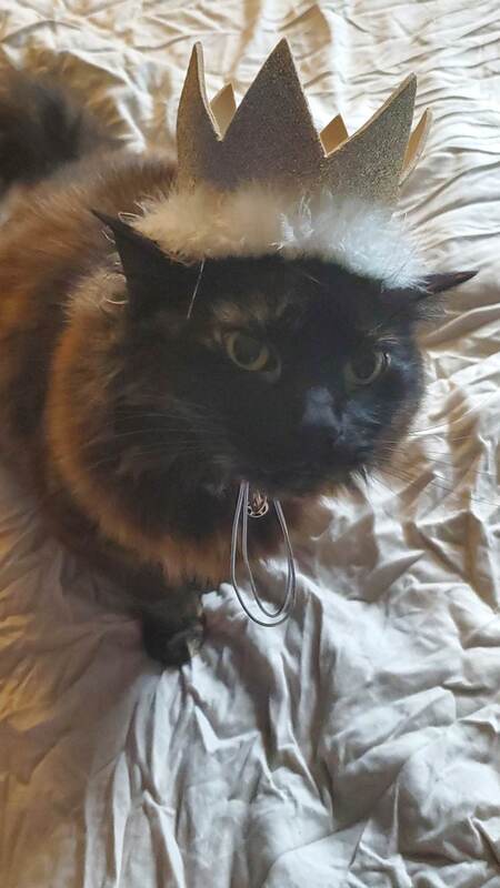 Entry image for Shadow. Clicking this image will show a larger photo