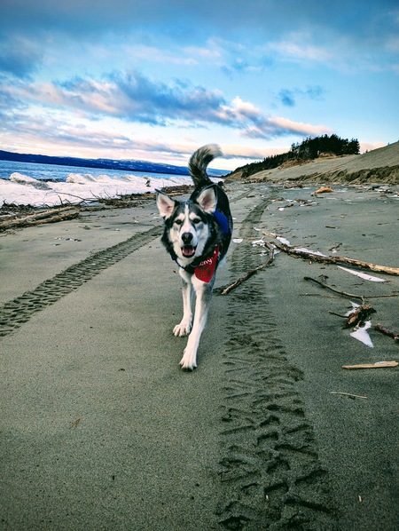 Entry image for Bucky . Clicking this image will show a larger photo