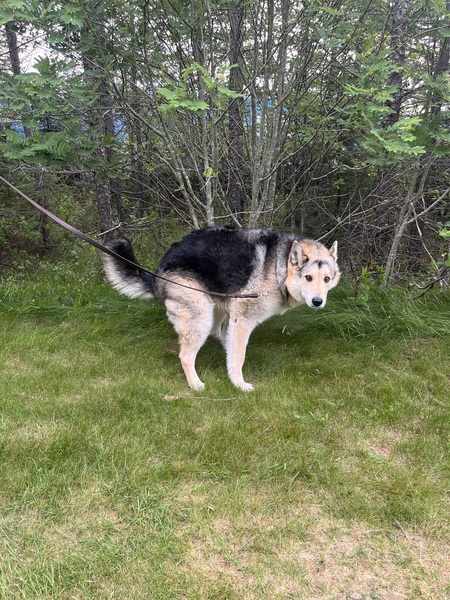 Entry image for Jaxsen. Clicking this image will show a larger photo