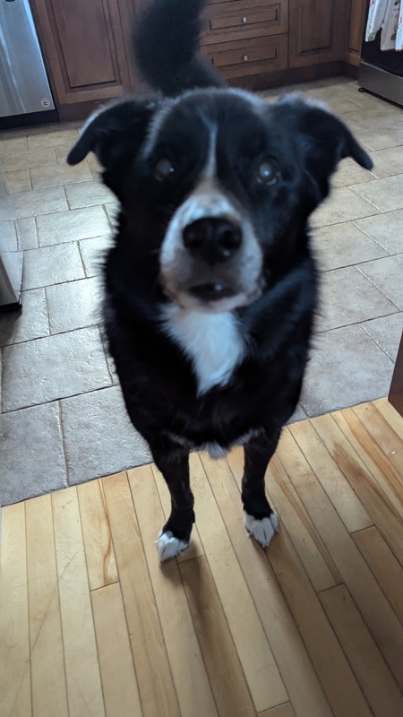 Entry image for Charlie. Clicking this image will show a larger photo