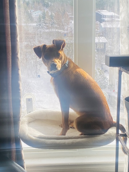 Entry image for Winnie. Clicking this image will show a larger photo