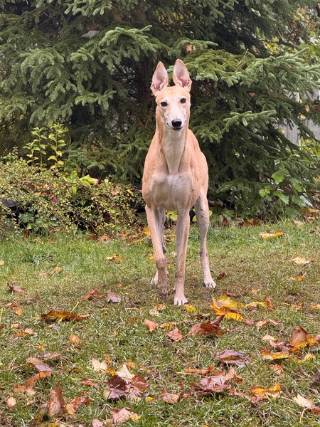 Entry image for Lyra. Clicking this image will show a larger photo