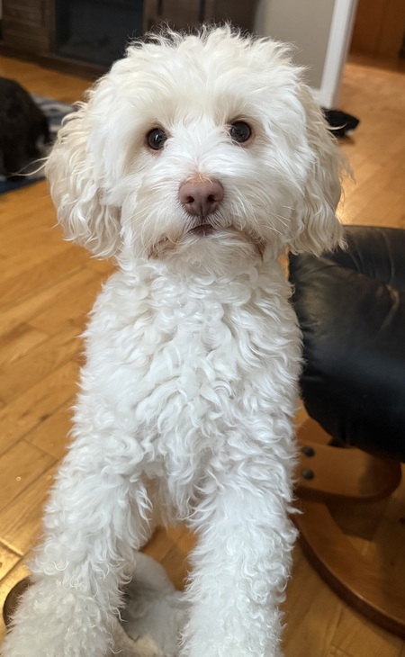 Entry image for Butters. Clicking this image will show a larger photo