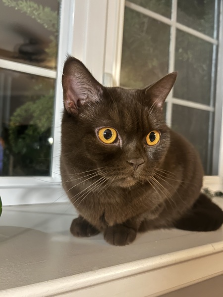 Entry image for Cider. Clicking this image will show a larger photo