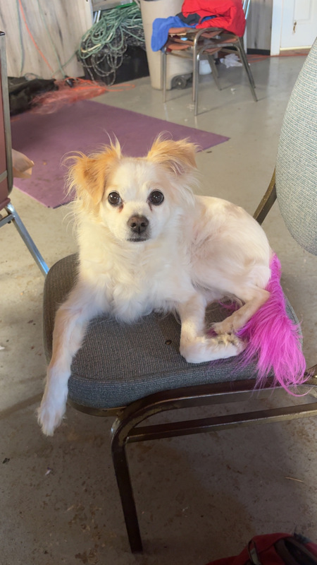 Entry image for Macy. Clicking this image will show a larger photo