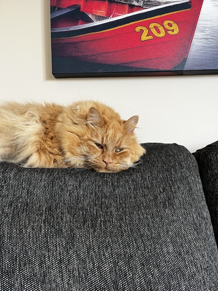 Entry image for Puss. Clicking this image will show a larger photo