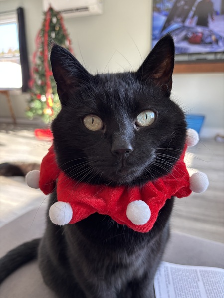 Entry image for Tippy. Clicking this image will show a larger photo