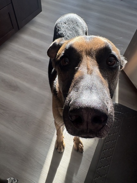 Entry image for Champ. Clicking this image will show a larger photo