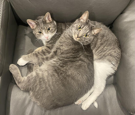 Entry image for Louie & Shadow. Clicking this image will show a larger photo